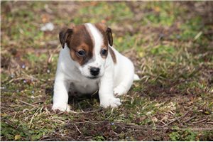 Warner - Jack Russell Terrier for sale