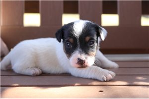 Kris - Jack Russell Terrier for sale