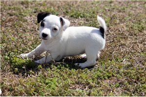 Wendy - Jack Russell Terrier for sale