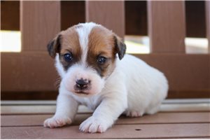 Keith - Jack Russell Terrier for sale