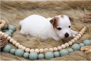 Sadie - Jack Russell Terrier for sale