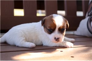 Kelly - Jack Russell Terrier for sale