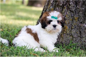Darby - Lhasa Apso for sale