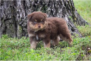 Luke - Miniature Australian Shepherd for sale