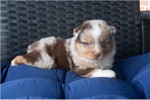 Leonardo - Miniature Australian Shepherd for sale