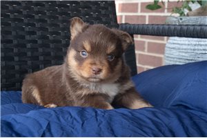 Lucy - puppy for sale