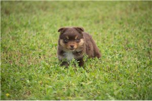Lucy - Miniature Australian Shepherd for sale