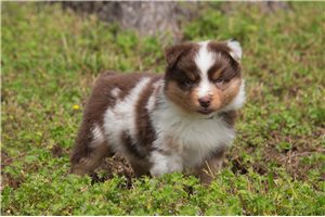 Lorenzo - Miniature Australian Shepherd for sale