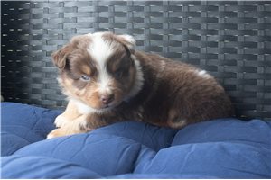 Lorenzo - Miniature Australian Shepherd for sale