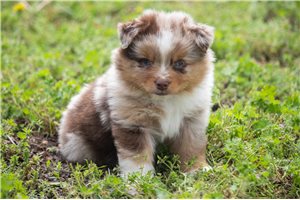 Leonardo - Miniature Australian Shepherd for sale