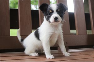Odette - Papillon for sale