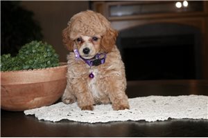 Martina - Poodle, Miniature for sale