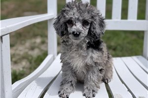 Missy - Poodle, Miniature for sale