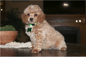 McKinley - Poodle, Miniature for sale