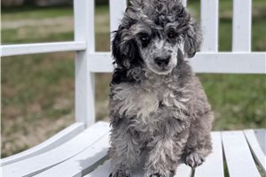 Mister - puppy for sale