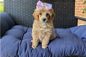 Marisol - Poodle, Miniature for sale