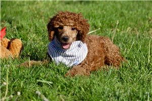 Tyra - Poodle, Standard for sale