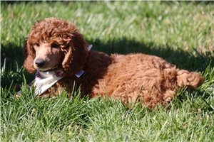 Tarragon - Standard Poodle for sale