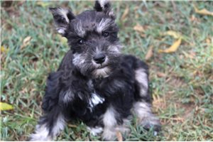 Daphne - Schnauzer, Miniature for sale