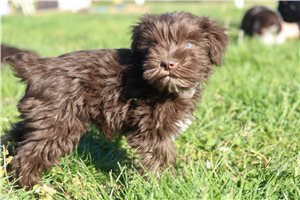 Choco - puppy for sale