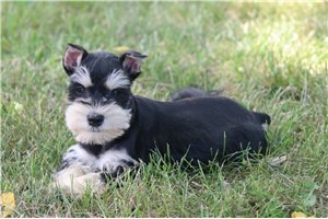Dani - Schnauzer, Miniature for sale