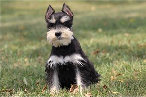 Dani - Schnauzer, Miniature for sale