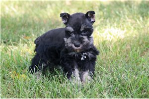 Daphne - Schnauzer, Miniature for sale