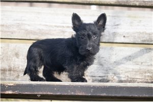 Tracey - Scottish Terrier for sale