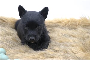 Emma - Scottish Terrier for sale