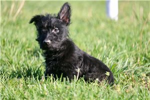Baylor - Scottish Terrier for sale