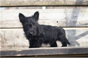 Teegan - Scottish Terrier for sale