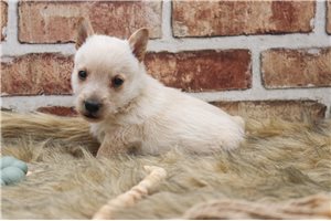 Elmo - Scottish Terrier for sale