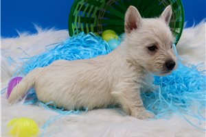 Bayer - Scottish Terrier for sale