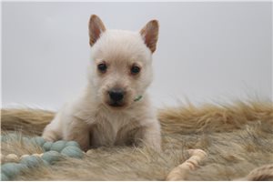 Enos - Scottish Terrier for sale