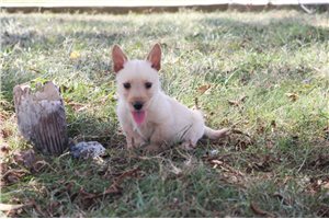 Elmo - Scottish Terrier for sale