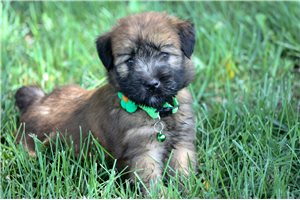 Nadia - Soft Coated Wheaten Terrier for sale