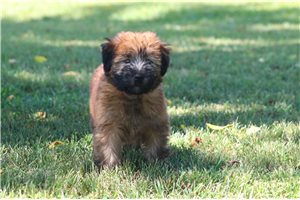 Nadia - Soft Coated Wheaten Terrier for sale