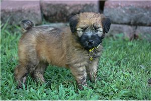 Nyla - Soft Coated Wheaten Terrier for sale