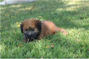 Nyla - Soft Coated Wheaten Terrier for sale