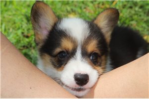 Ruger - Corgi, Pembroke Welsh for sale