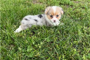 Tonia - puppy for sale