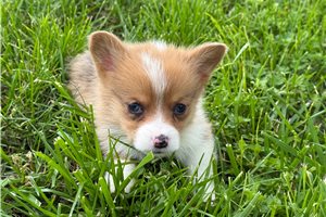 Trixie - puppy for sale