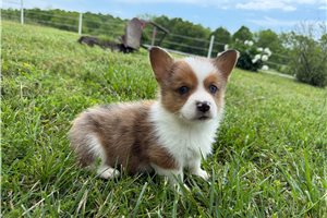 Teejay - puppy for sale