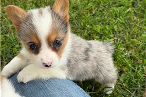 Tamara - puppy for sale