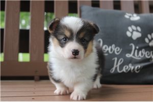 Ruger - Corgi, Pembroke Welsh for sale