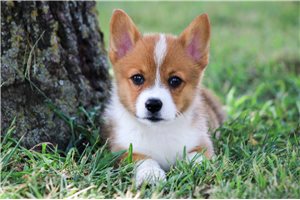 Darcy - puppy for sale