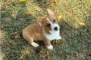 Darcy - Corgi, Pembroke Welsh for sale