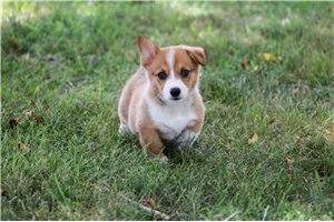 Darla - Corgi, Pembroke Welsh for sale