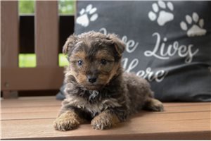 Quinton - Yorkiepoo - Yorkie Poo for sale
