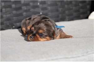 Samantha - Yorkshire Terrier - Yorkie for sale